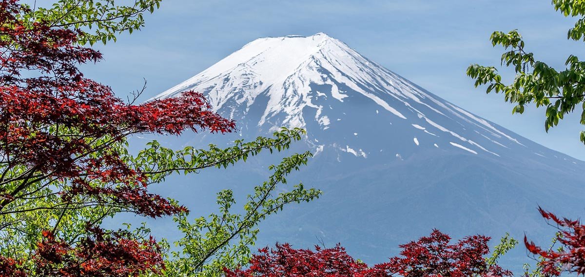 mount fuji with trees in foreground
