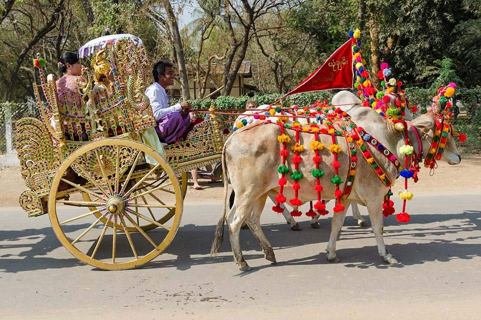 colourful cow and cart in parade in Bagan
